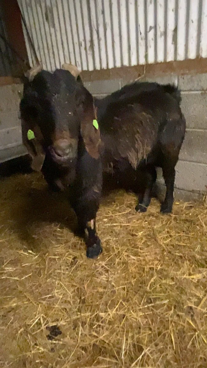 Show class bucks for stud - Image 3