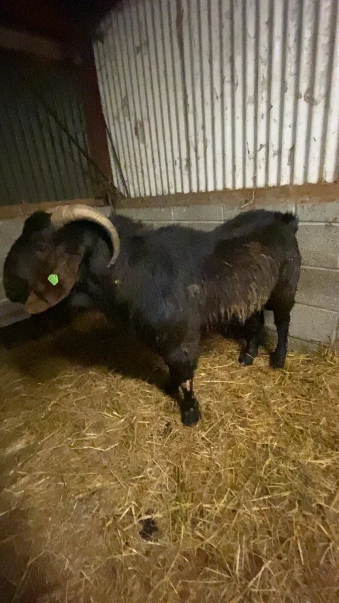 Show class bucks for stud - Image 4