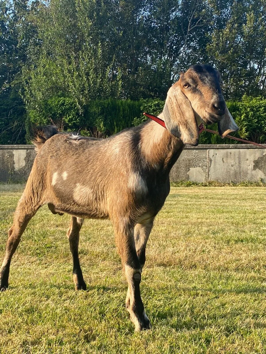 Selection of goats for sale - Image 4