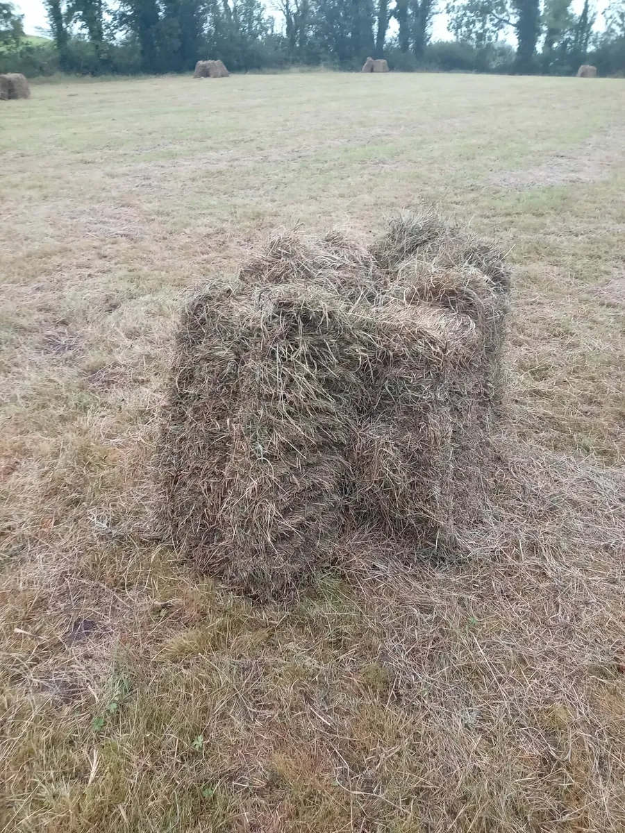 Hay - Image 1