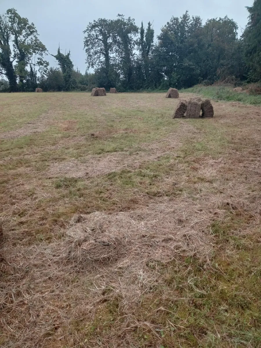 Hay - Image 2