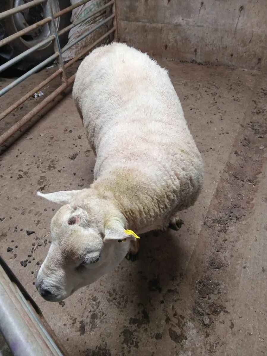 Texel ram - Image 1