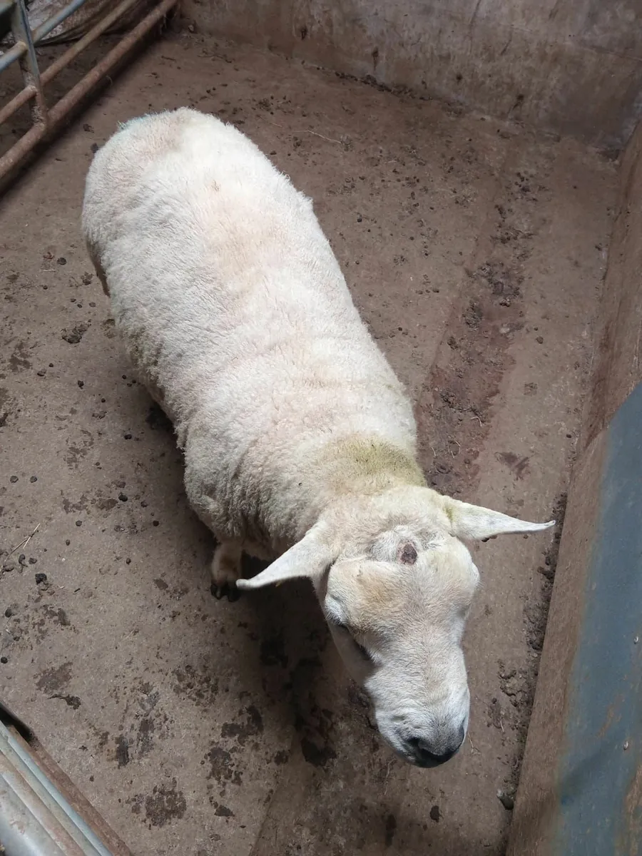 Texel ram - Image 2