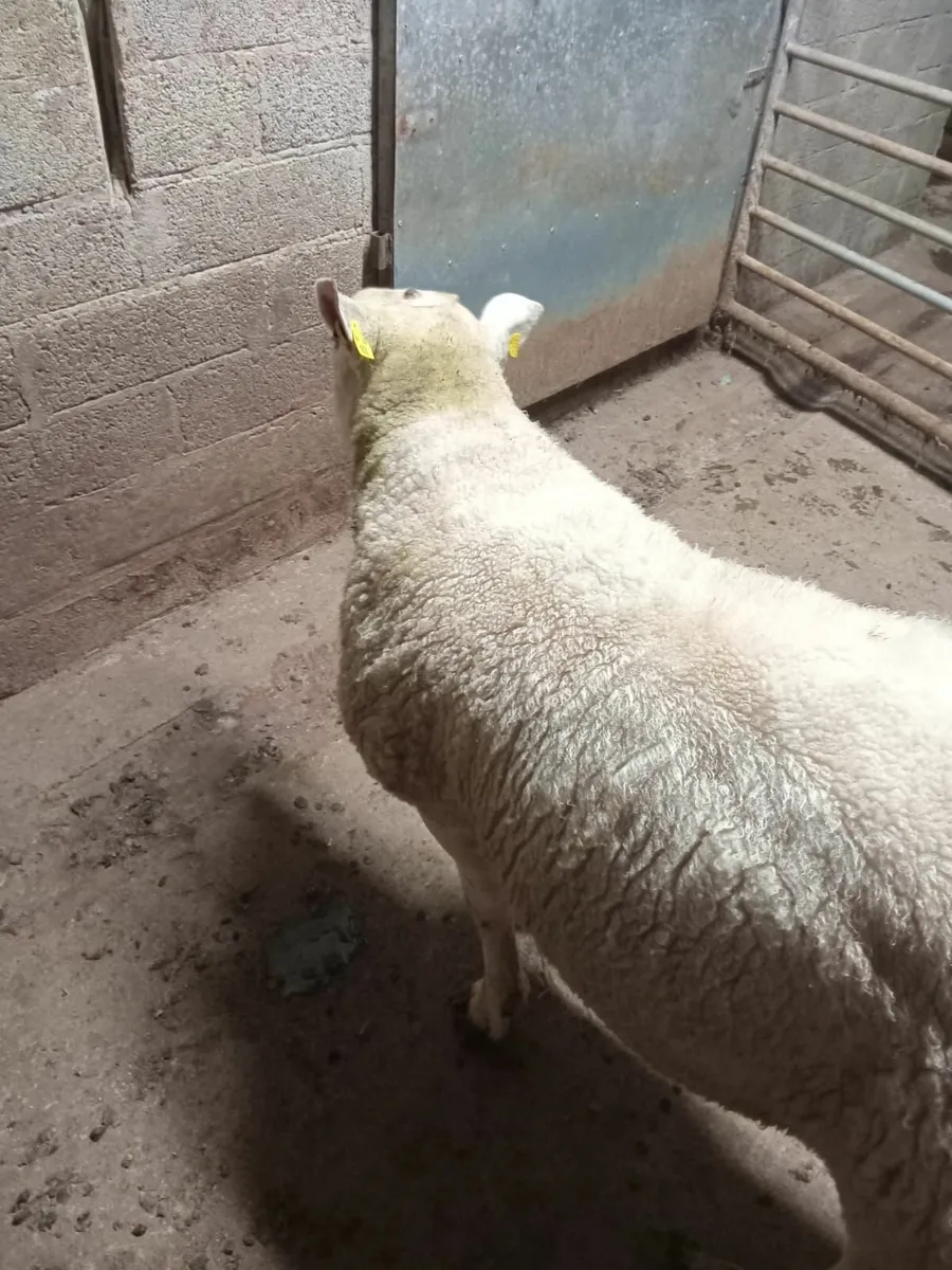 Texel ram - Image 3