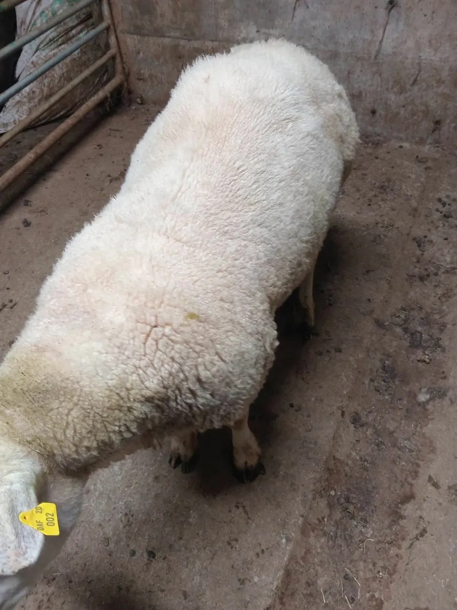Texel ram - Image 4