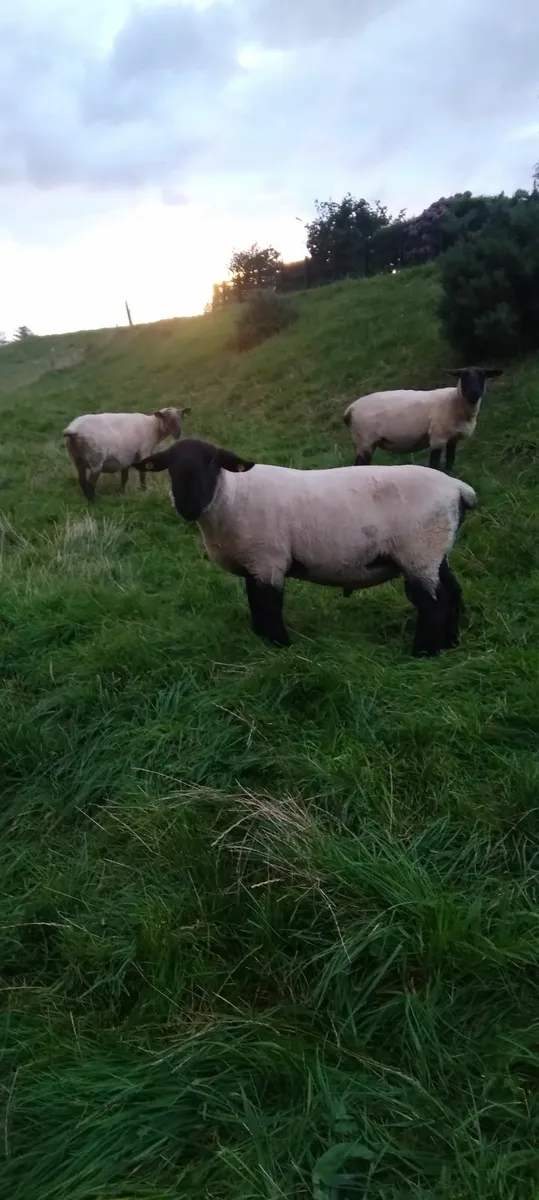 ram - Image 1