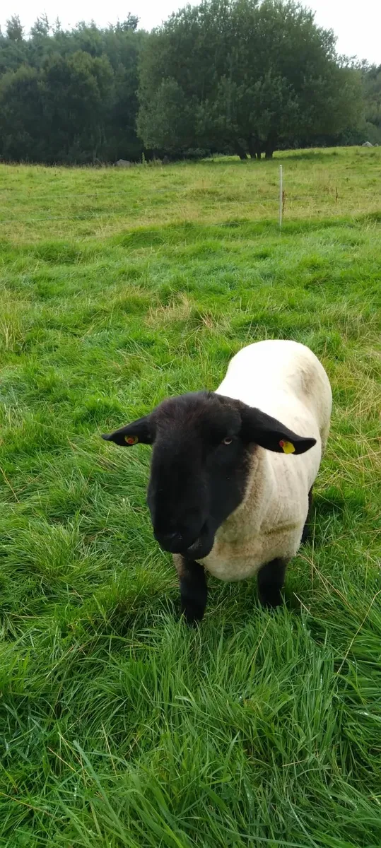 ram - Image 2