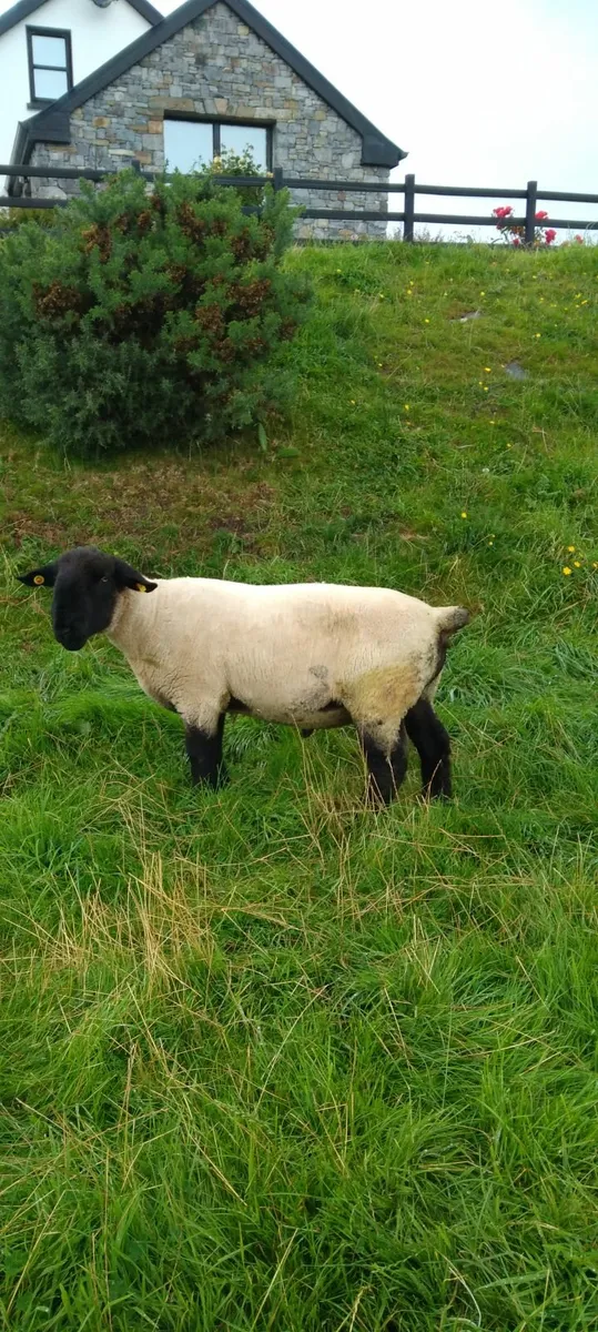ram - Image 3