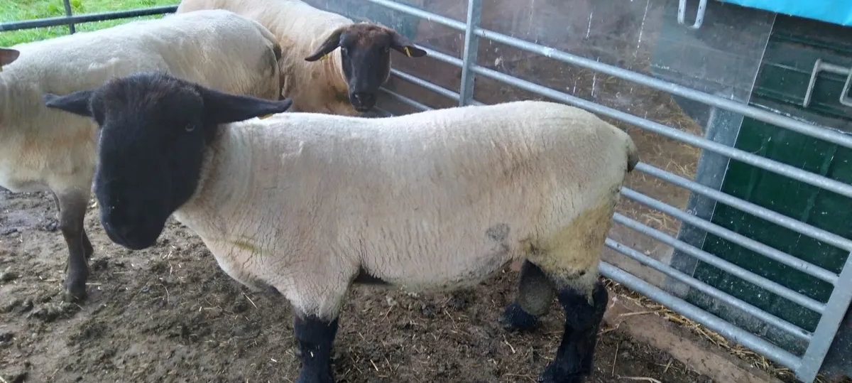 ram - Image 4