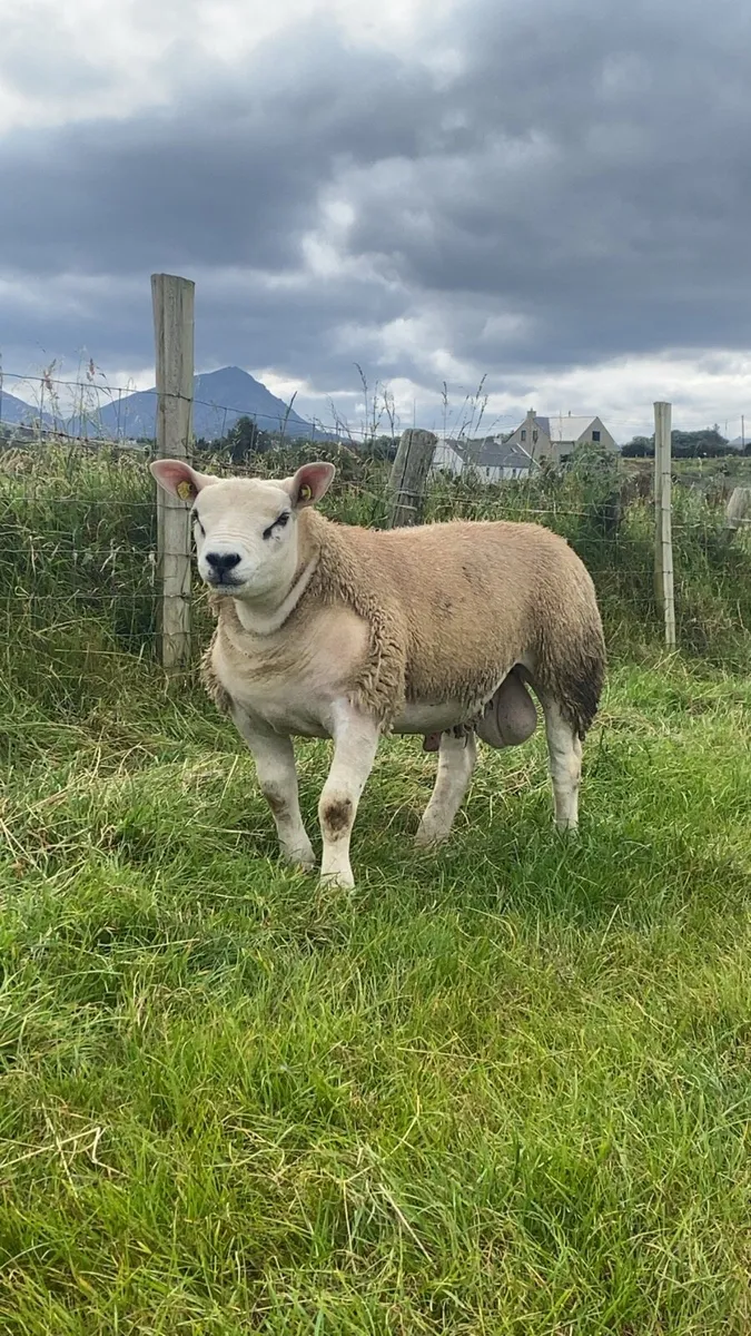 Pedigree texel ram lambs ✅SIS Approved - Image 1