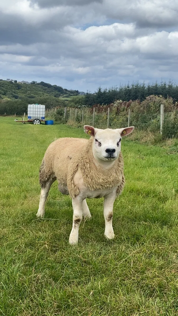 Pedigree texel ram lambs ✅SIS Approved - Image 2