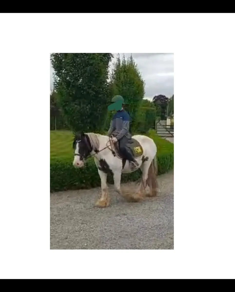 4yo cob - Image 1