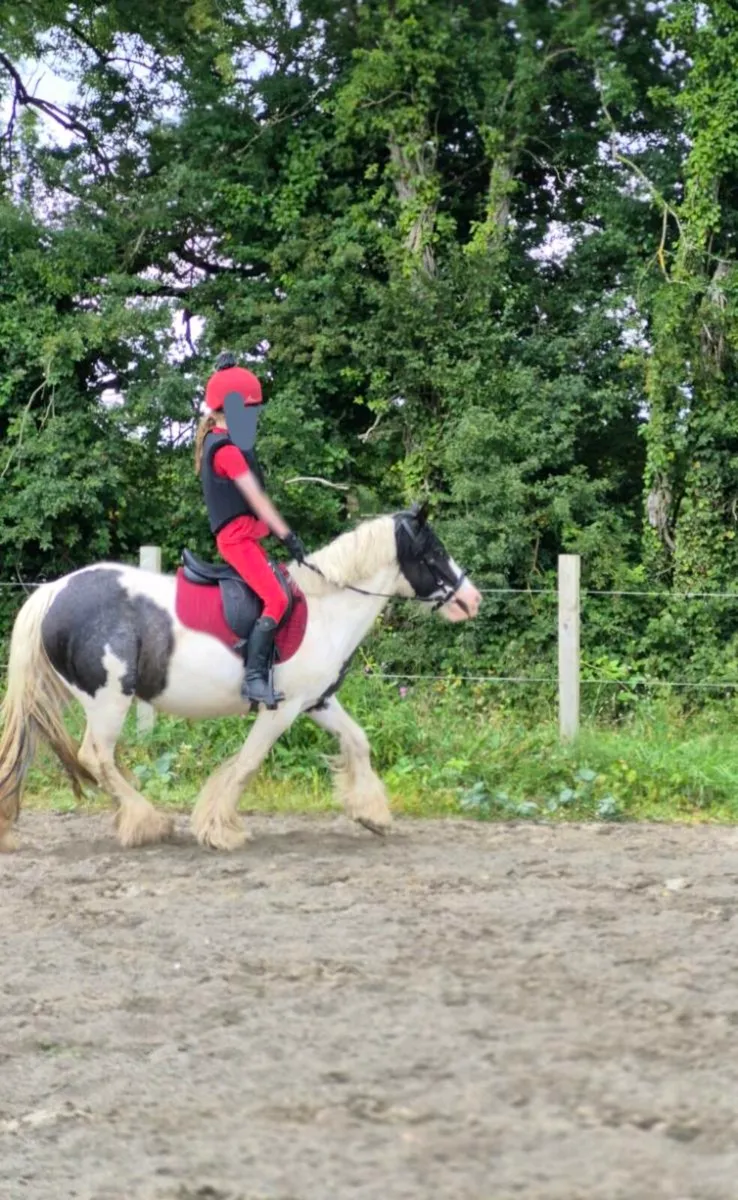 4yo cob - Image 2
