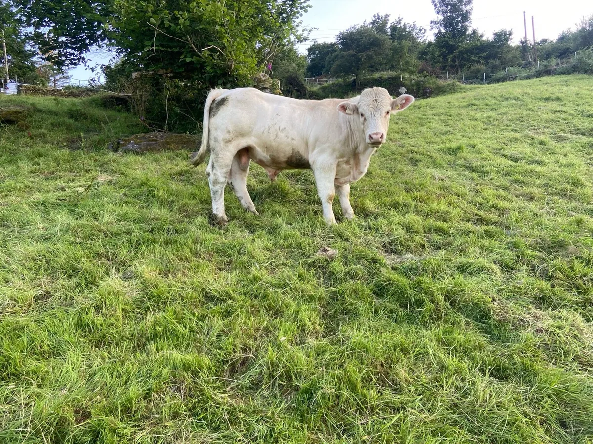 Pedigree Charolais Bull - Image 1
