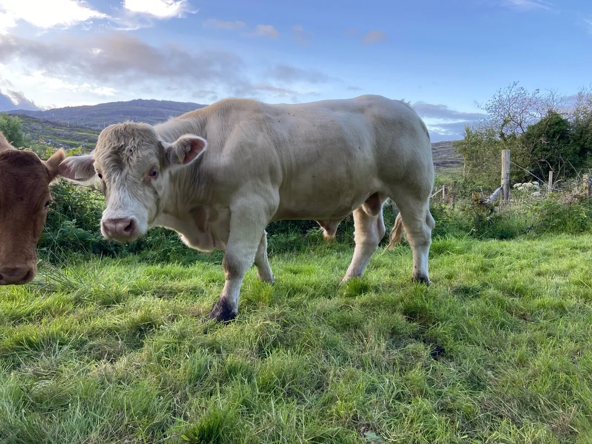Pedigree Charolais Bull - Image 2