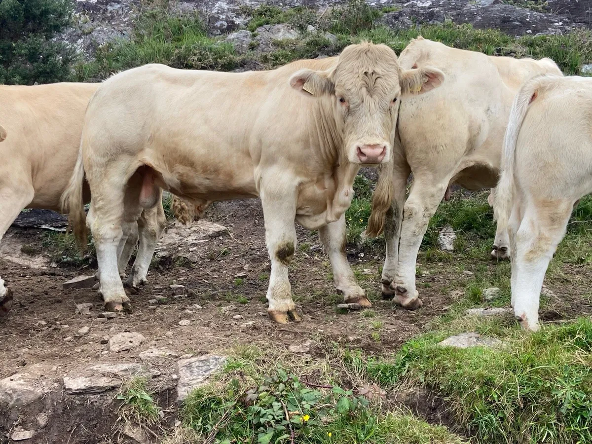 Pedigree Charolais Bull - Image 3
