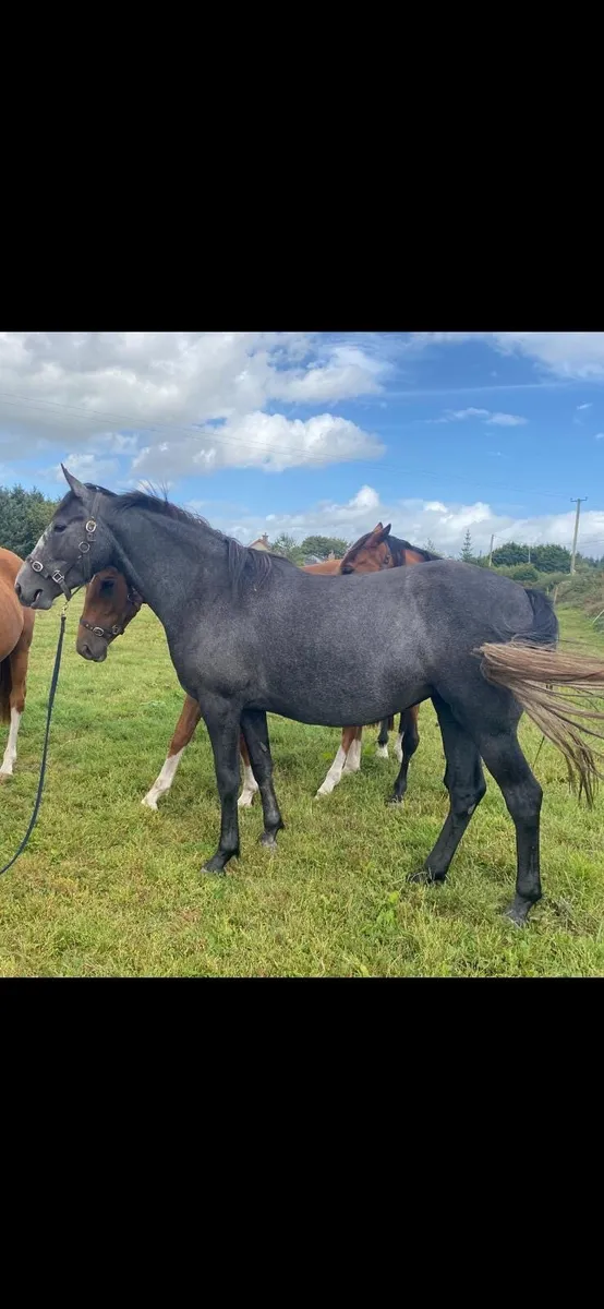 Horses - Image 1