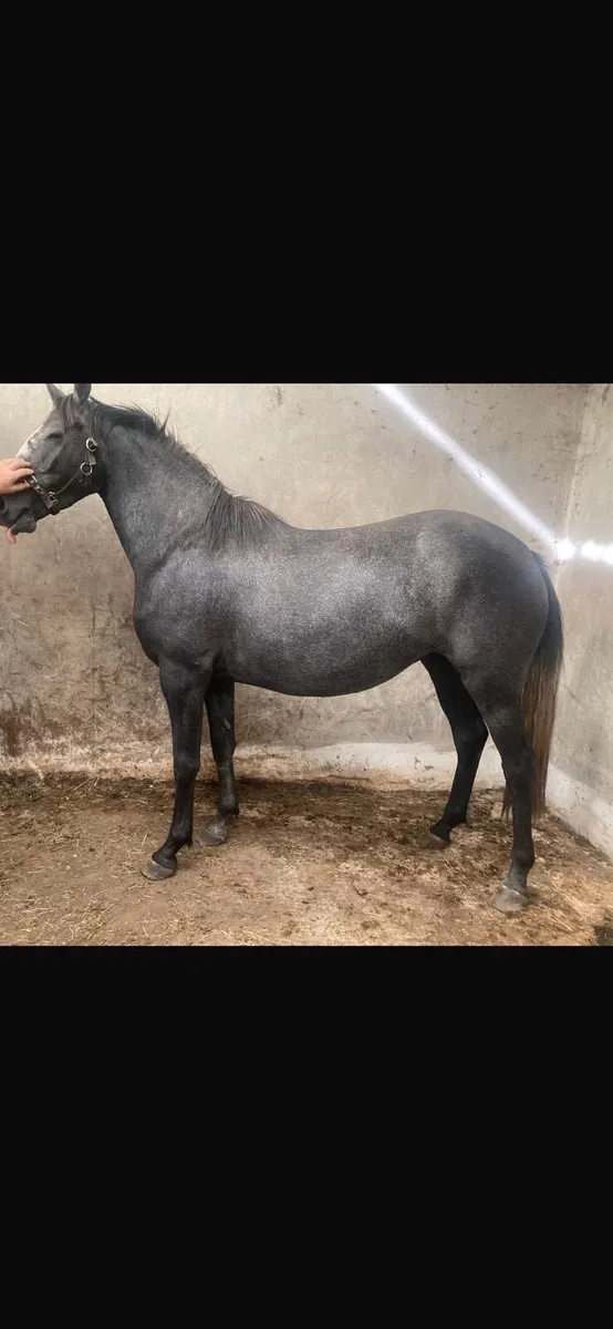 Horses - Image 2
