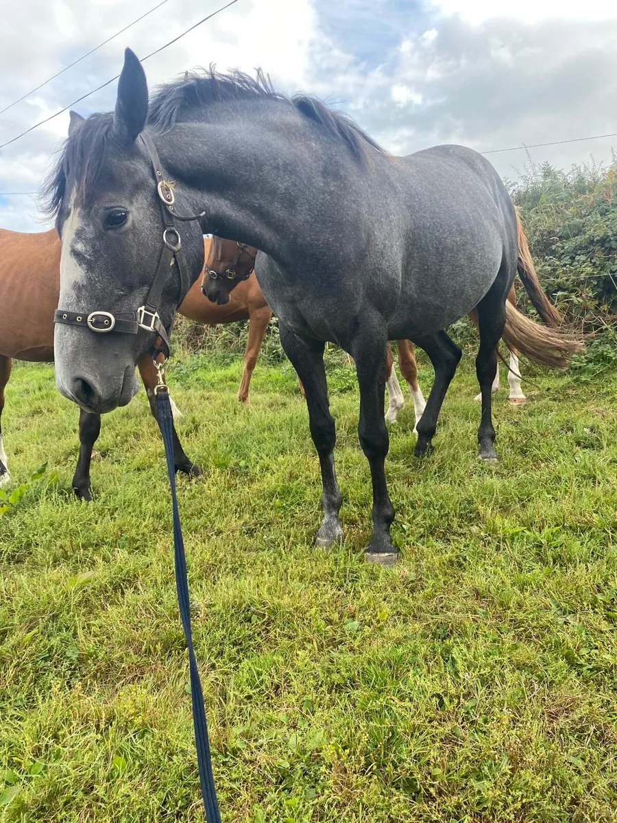 Horses - Image 3