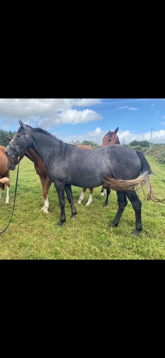Horses - Image 4