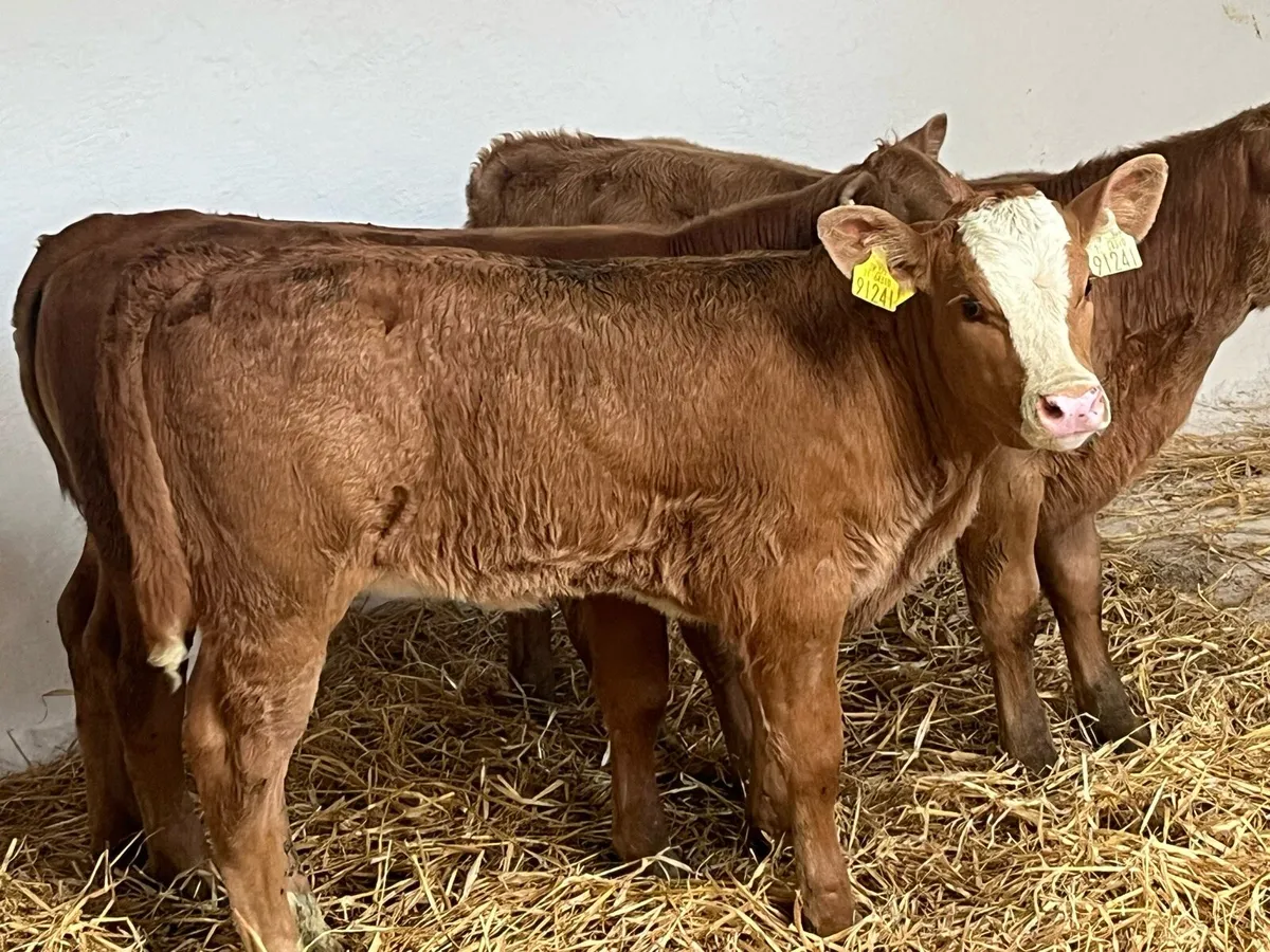 Super U Grade CH LIM Suckler Bred Calves - Image 2