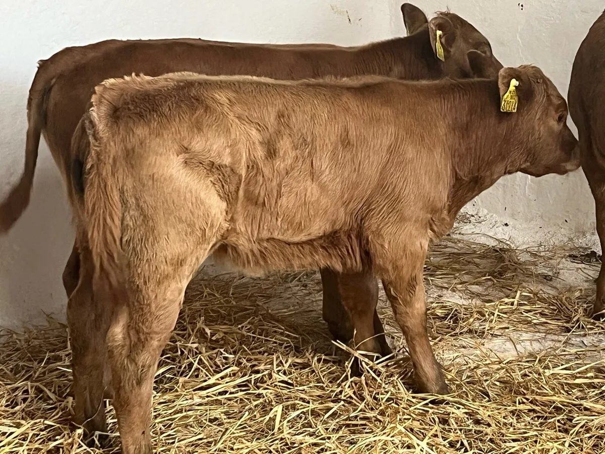 Super U Grade CH LIM Suckler Bred Calves - Image 3