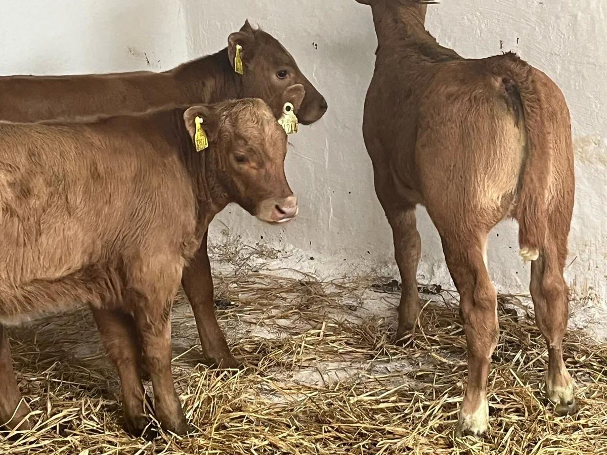 Super U Grade CH LIM Suckler Bred Calves - Image 4
