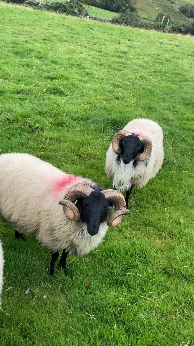 Mayo/connemara SIS approved rams - Image 1