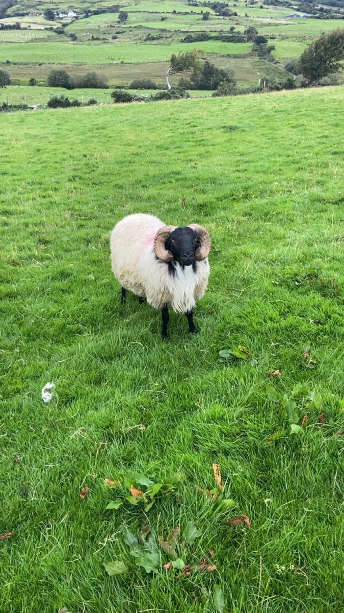 Mayo/connemara SIS approved rams - Image 2