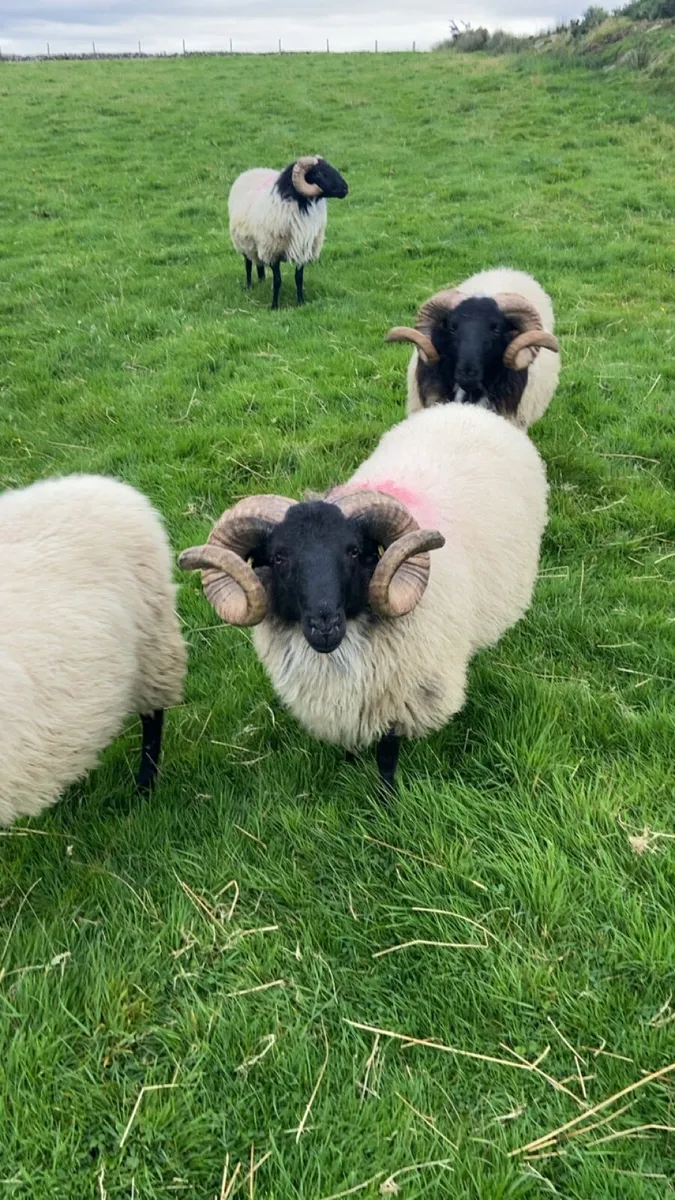 Mayo/connemara SIS approved rams - Image 3