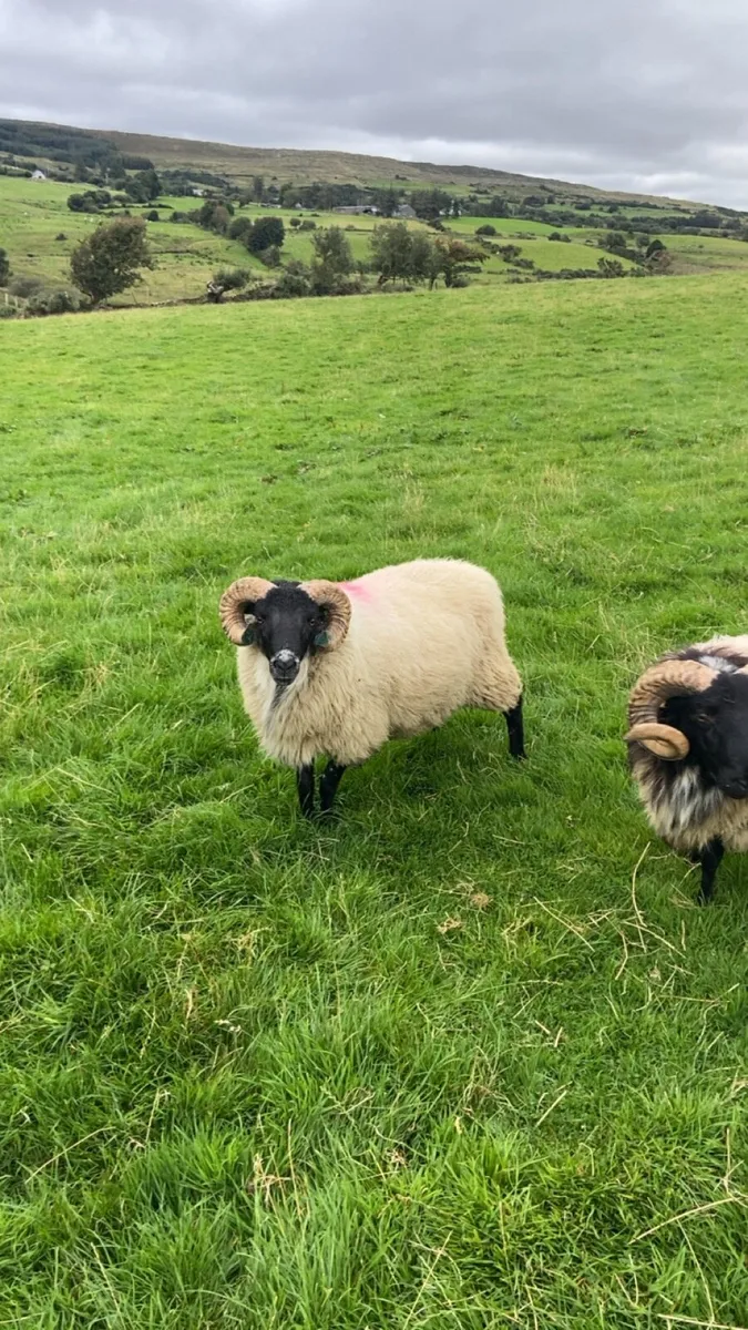 Mayo/connemara SIS approved rams - Image 4