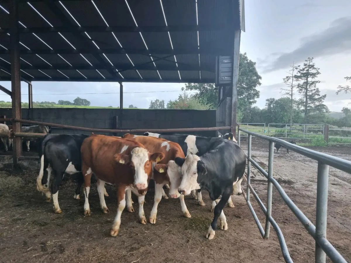 7 Simmental Heifers - Image 2