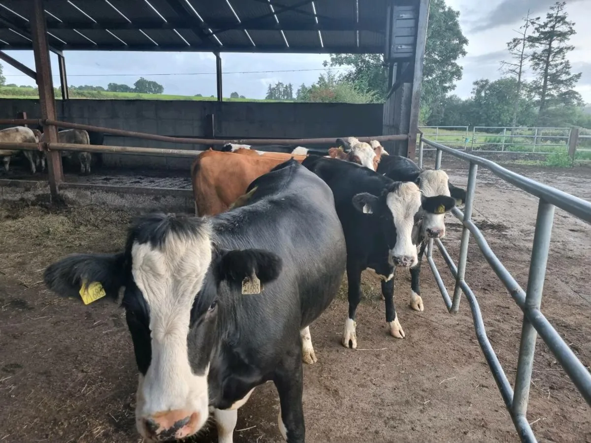 7 Simmental Heifers - Image 1