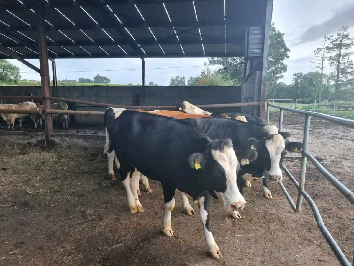 7 Simmental Heifers - Image 3