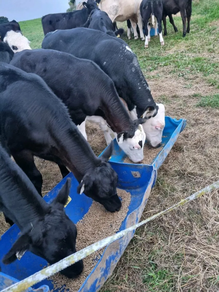 20 weanlings mix of hereford, angus and limosins - Image 1