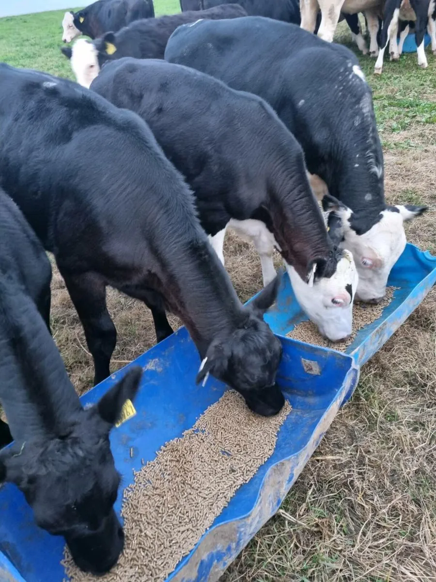20 weanlings mix of hereford, angus and limosins - Image 2