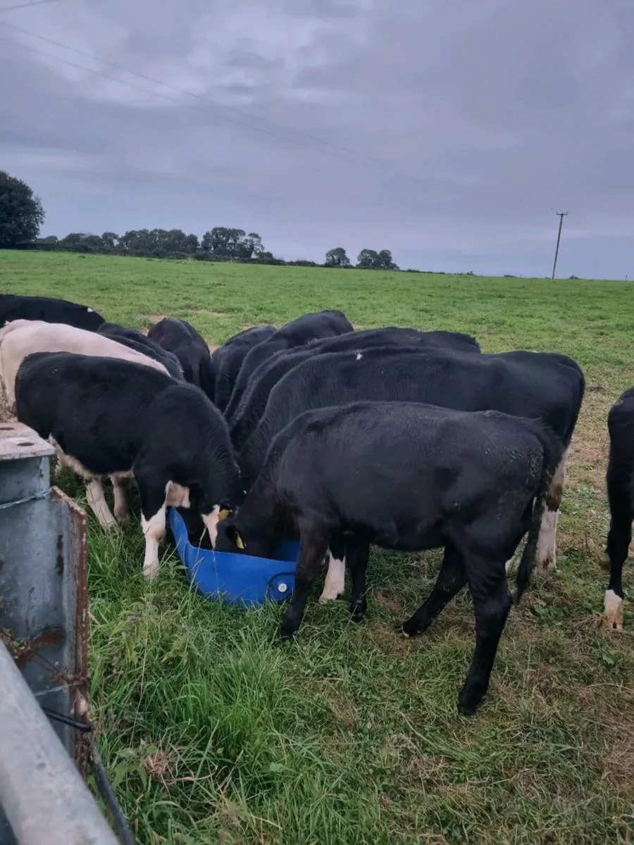 20 weanlings mix of hereford, angus and limosins - Image 3