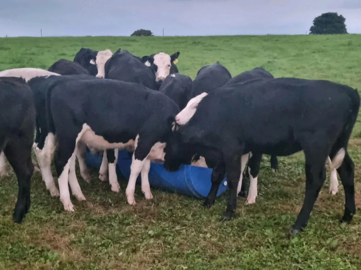 20 weanlings mix of hereford, angus and limosins - Image 4