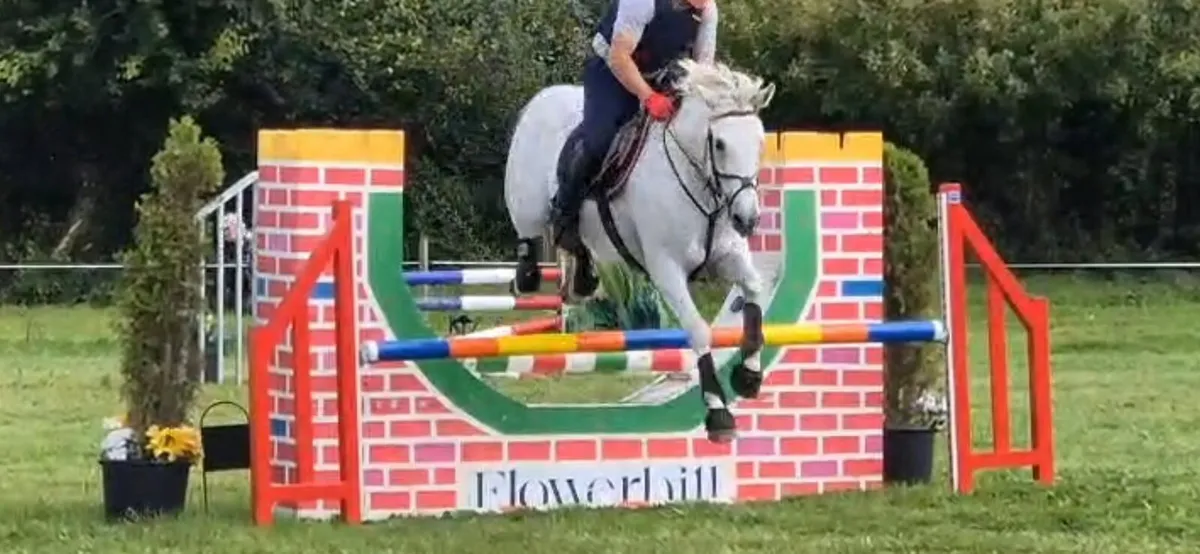 15hh Ice and Fire D'albran mare - Image 1