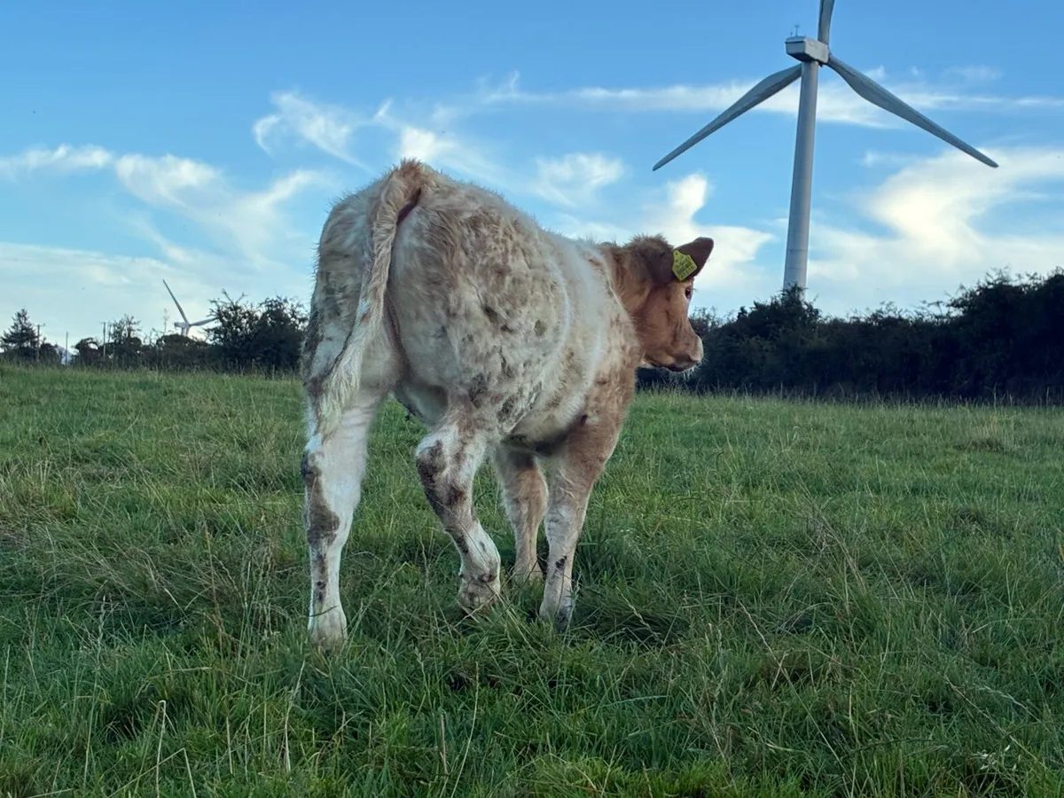 5* Cow and Calf - - Image 1