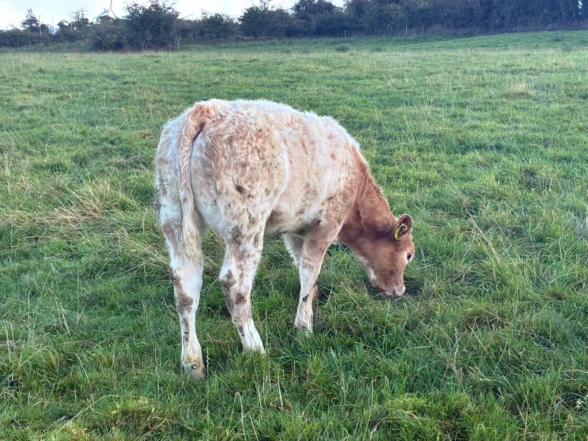 5* Cow and Calf - - Image 2