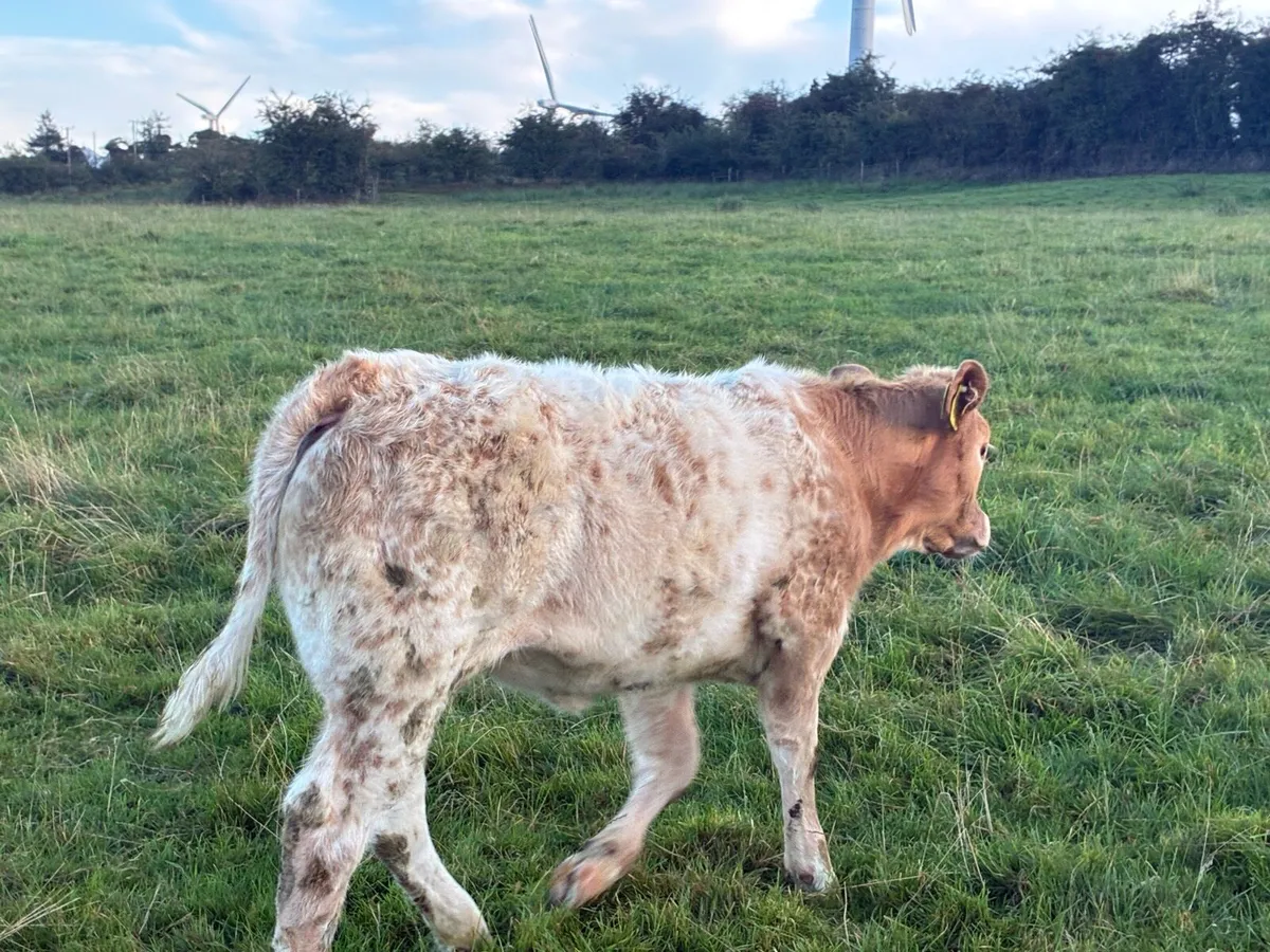 5* Cow and Calf - - Image 3