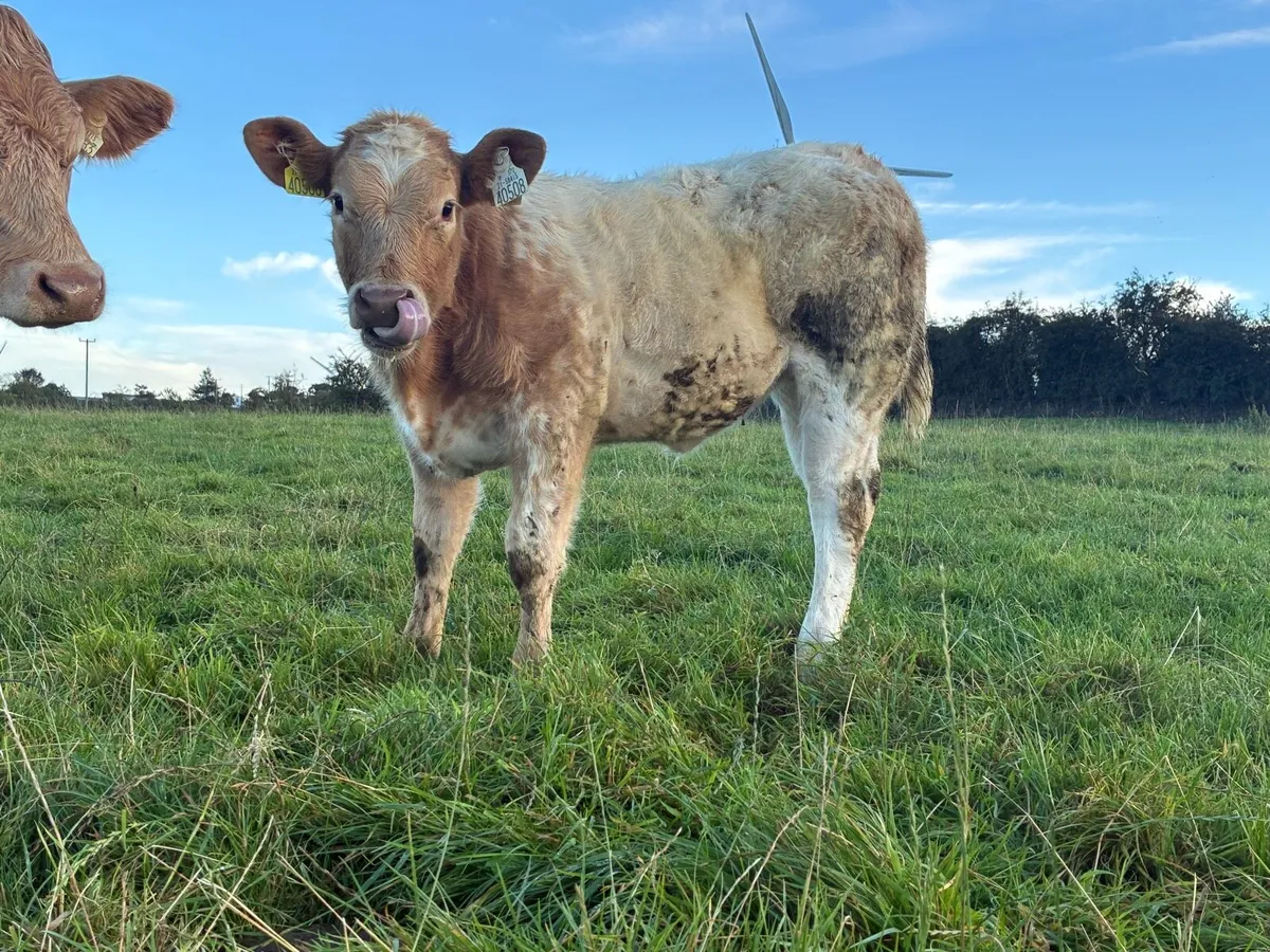 5* Cow and Calf - - Image 4