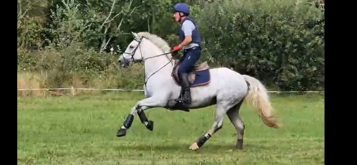 15hh Ice and Fire D'albran mare - Image 2