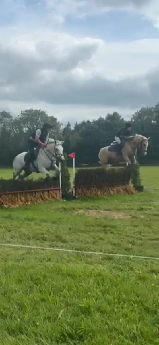 15hh Ice and Fire D'albran mare - Image 3