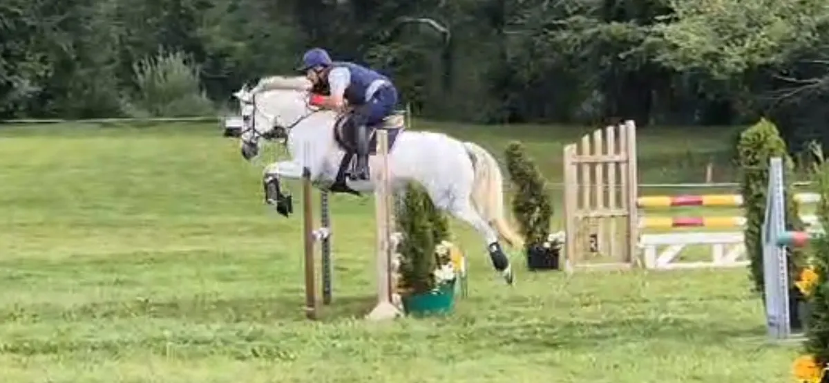 15hh Ice and Fire D'albran mare - Image 4