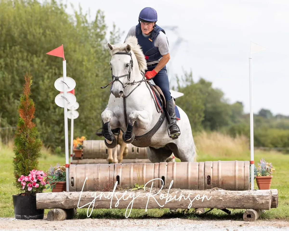 15hh Reg Connemara mare - Image 4