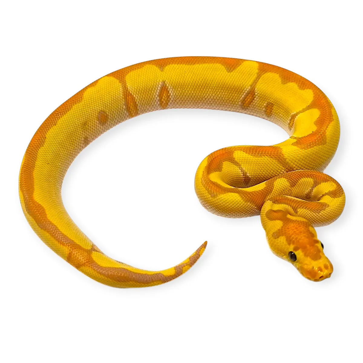 Royal Pythons / Ball Pythons - Image 1