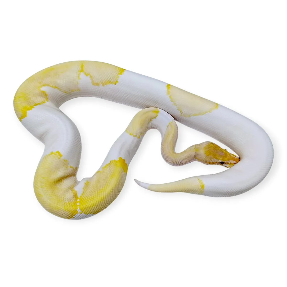 Royal Pythons / Ball Pythons - Image 2