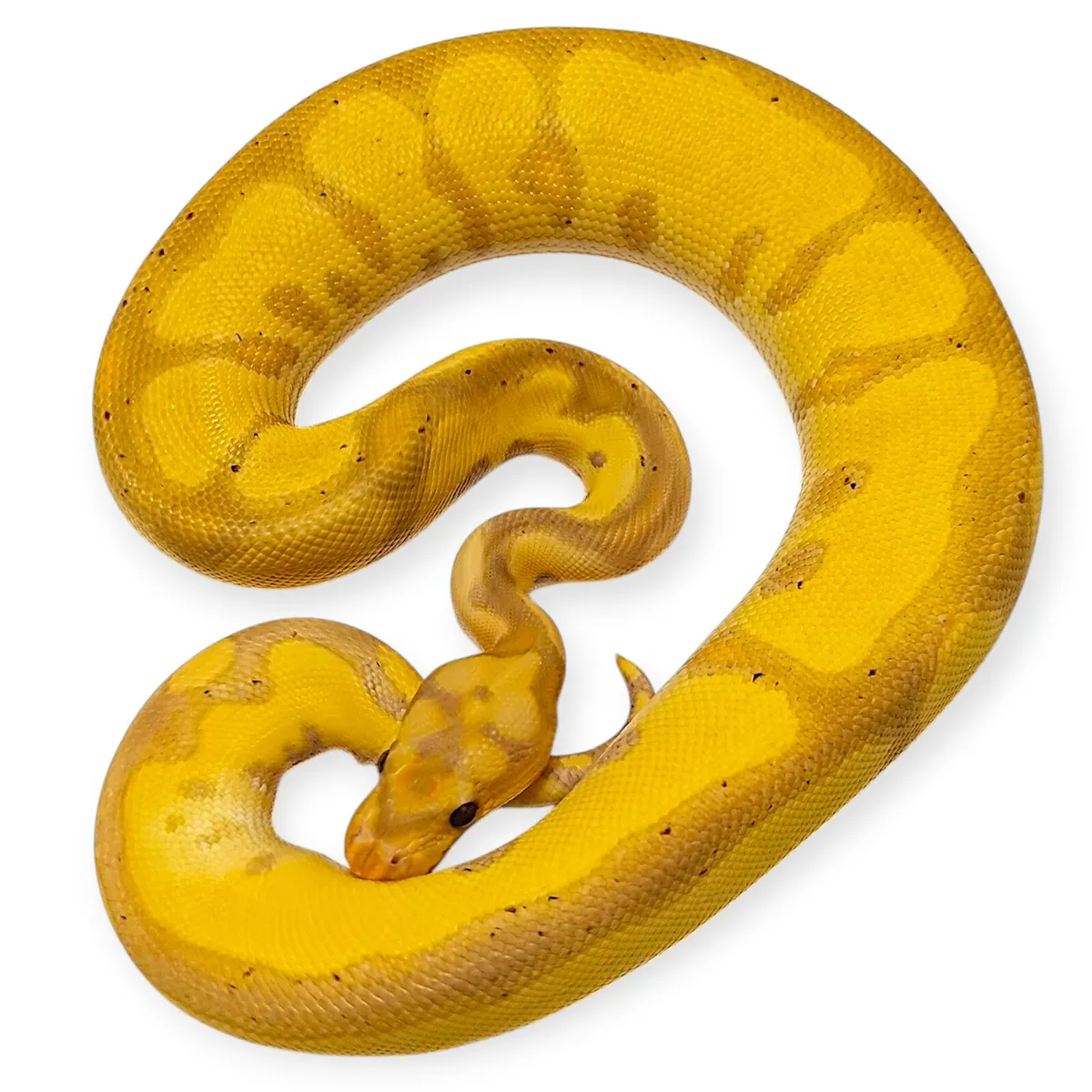 Royal Pythons / Ball Pythons - Image 3